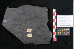 Foto (Objekt + Etikett) von Noeggerathia palmaeformis Goeppert (NHMW-GEO-2024-0188-10742)